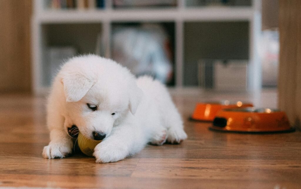 Samoyed Dog